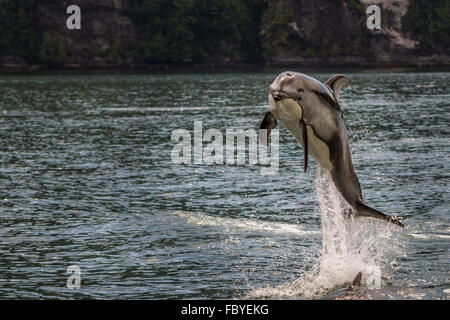 Dauphin à flancs blancs du Pacifique (Lagenorhynchus obliquidens) jumping Banque D'Images