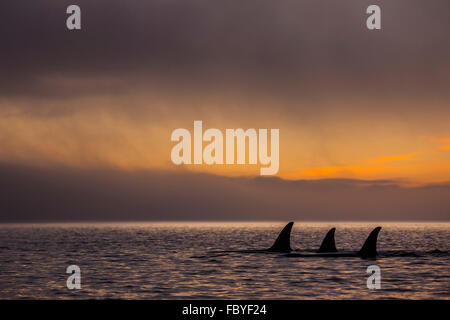 Le groupe de 3 prises femelles de l'épaulard résident dans le détroit de Johnstone au cours d'un coucher de soleil colorés, British Columbia, Canada Banque D'Images