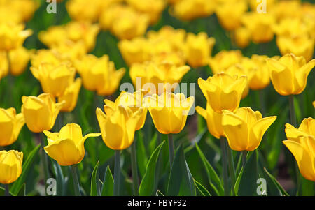 Domaine de la floraison des tulipes jaune Banque D'Images