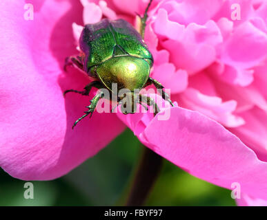 Coléoptère hanneton sur fleur de pivoine macro Banque D'Images