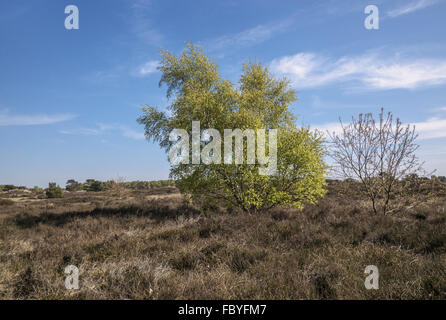 Landes - Hiddensee Banque D'Images