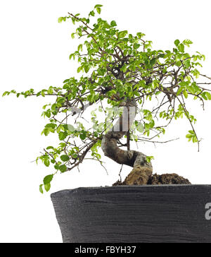 Bonsai Orme japonais Banque D'Images