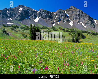 Prairie de fleurs ci-dessous miller dans la montagne près de gamme absaroka Cooke City, Montana Banque D'Images