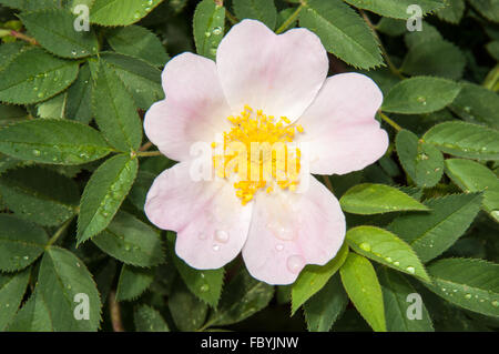 Dog rose fleur après la pluie Banque D'Images