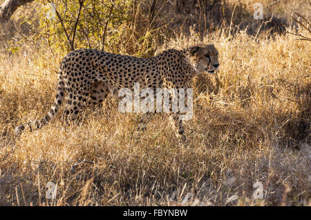 Guépard mâle dans le Parc National Kruger Banque D'Images