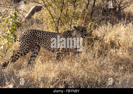 Guépard mâle dans le Parc National Kruger Banque D'Images