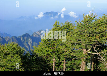 Qinling dans la province du Shanxi ville Forêt Larix chinensis dans les zones protégées Banque D'Images