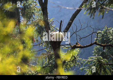 Qinling dans la province du Shanxi ville Forêt Larix chinensis dans les zones protégées Banque D'Images