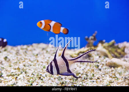 Poissons d’aquarium Banque D'Images