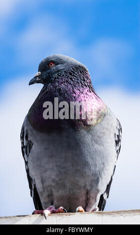 Fat pigeon gris coloré face vers la gauche, avec les plumes de la poitrine brillante violet allumé, debout contre le ciel bleu et nuages floue Banque D'Images