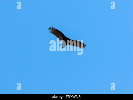 Un urubu planeur en vol avec des ailes tendus et allumé, contre ciel bleu clair. Banque D'Images