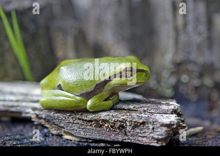 European rainette, Hyla arborea Banque D'Images