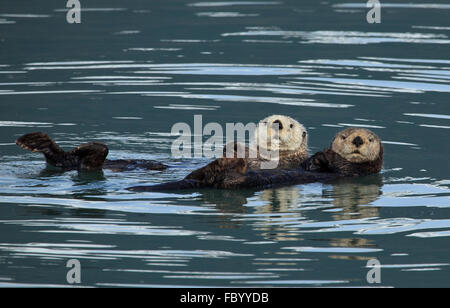 Les loutres de mer de Kenai Fjords National Park Banque D'Images