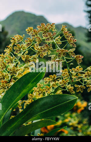 Orchidée Grammatophyllum scriptum Leopard, en pleine floraison avec montagnes en arrière-plan en France. Banque D'Images