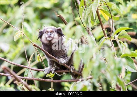 Black-ouistiti touffetée Banque D'Images
