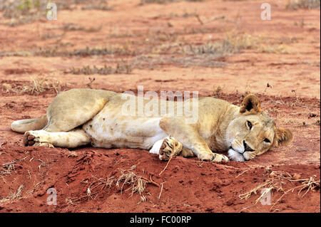 Lion fixant sur terre Banque D'Images
