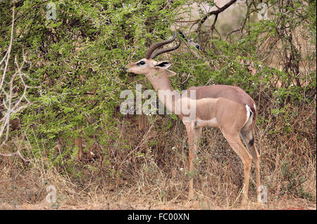 Gerenuk à Tsavo East National Park Banque D'Images