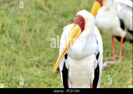 Cigogne à bec jaune au lac Nakuru Banque D'Images