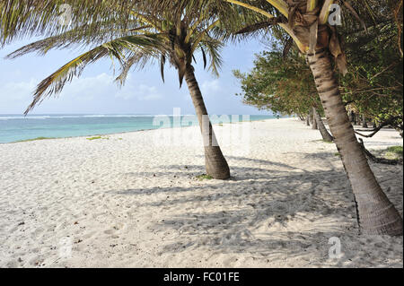 L'ombre des palmiers sur la plage magnifique Banque D'Images