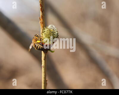 Bee s'assit sur un arbre Banque D'Images