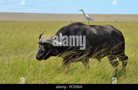 Un buffle Africain/buffle (Syncerus caffer) et d'une aigrette au Kenya Masai Mara, préserver une partie de l'écosystème du Serengeti. Banque D'Images