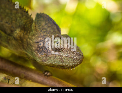 Caméléon coloré de Madagascar, l'accent très peu profonds. Banque D'Images