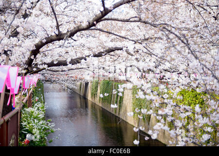 Tokyo, Japon à Meguro canal dans le printemps. Banque D'Images