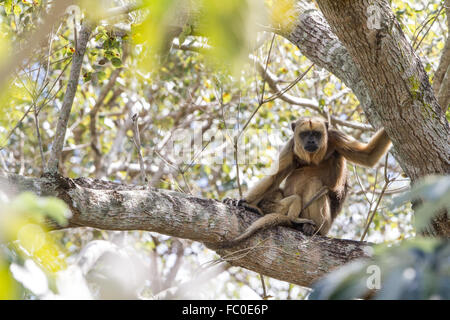 Hurleur noir femelle avec un jeune Banque D'Images