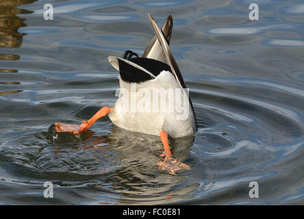 Canard Mallard drake la plongée dans le lac pour l'alimentation Banque D'Images