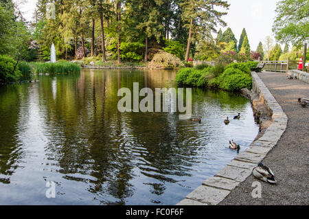 Lac et des canards à Crystal Springs Rhododendron Garden, Portland, Oregon, USA Banque D'Images