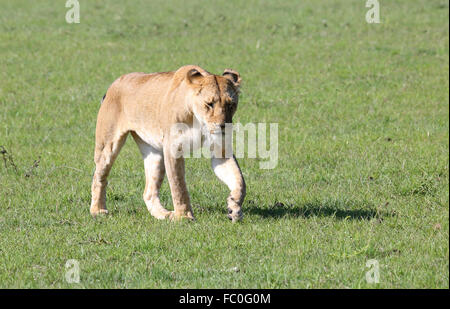 marche de lion Banque D'Images