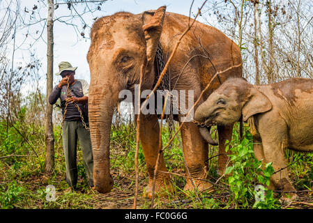 Un mahout associant un éléphant de Sumatran adulte à un bébé pour une promenade au centre de l'éléphant après avoir allaiter sur la prairie. Way Kambas, Indonésie. Banque D'Images