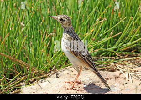 (Anthus cinnamomeus pipit africain) Banque D'Images