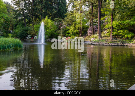 Fontaine et fleurs de rhododendrons à Crystal Springs Rhododendron Garden, Portland, Oregon, USA Banque D'Images