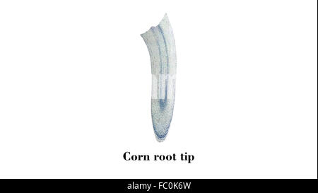 Extrémité de la racine du maïs micrograph Banque D'Images