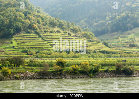 Formé par motif de rangées de vignes dans la région de vineyard Banque D'Images