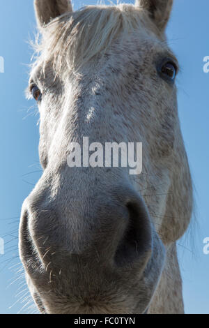 Un gros plan d'une tête de cheval blanc Banque D'Images