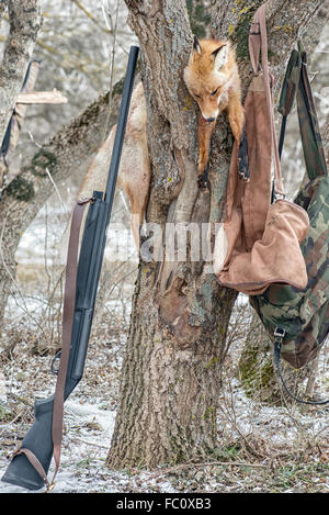 Dead fox sur l'arbre pendant la chasse Banque D'Images