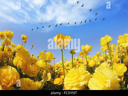 Les fleurs colorées renoncules Banque D'Images