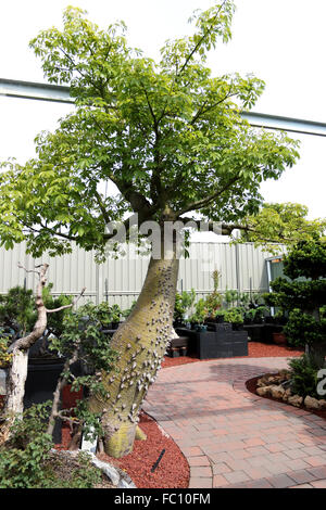 Ceiba Speciosa ou Chorisia speciosa aussi connu sous le nom de l'arbre de soie Banque D'Images