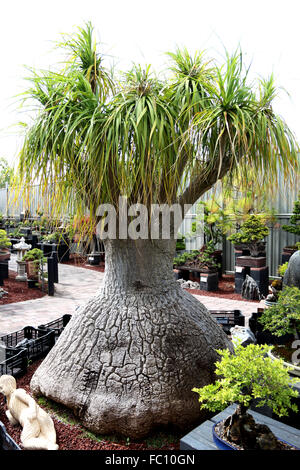 Beaucarnea recurvata ou connu sous le nom de queue de Palm Banque D'Images