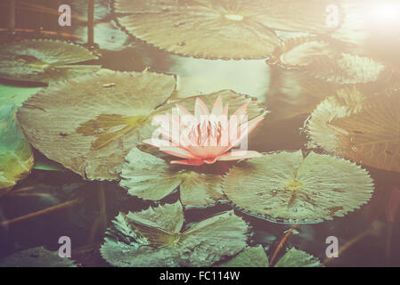 Water Lilly rose Banque D'Images