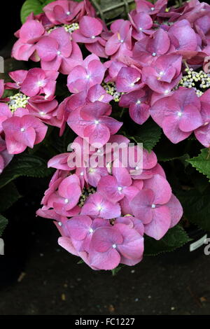 Hortensia rose en pleine floraison Banque D'Images