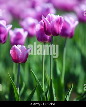 Tulipes violet avec bordure blanche Banque D'Images