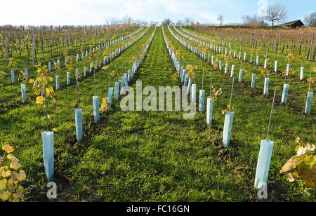 Nouveau vignoble planté avec des couvercles de protection Banque D'Images