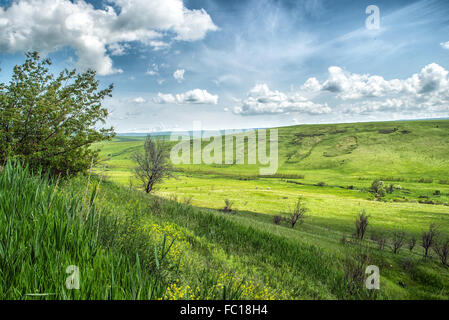 Fleurs dans les montagnes. La Russie, Stavropol. Banque D'Images