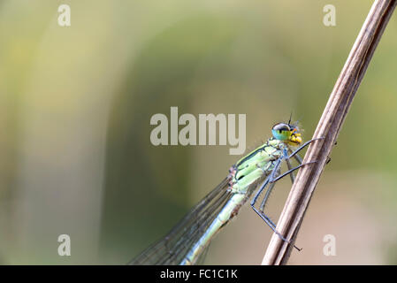 Un de près de l'œil composé d'un sprite (Éthiopie), un Pseudoagrion guichardi demoiselle endémique des hauts plateaux Banque D'Images