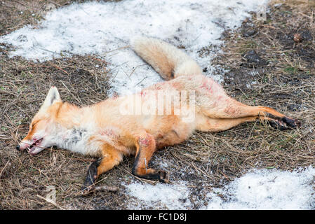 Les renards morts après la chasse Banque D'Images