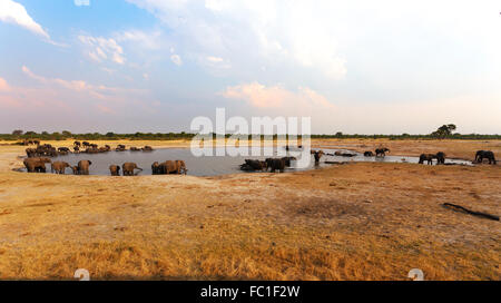 Troupeau d'éléphants africains de boire à un point d'eau boueuse, Hwankee National Park, Botswana. Photographie véritable Banque D'Images