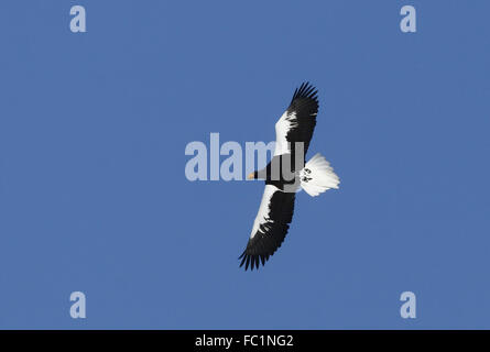 L'aigle de mer de Steller en vol sur fond de ciel bleu Banque D'Images